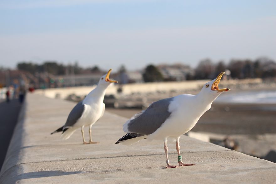 A Seagull's Take On Raising Kids During A Pandemic
