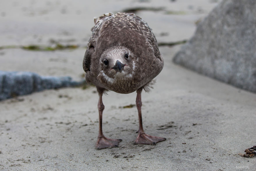 A Seagull's Take On Raising Kids During A Pandemic