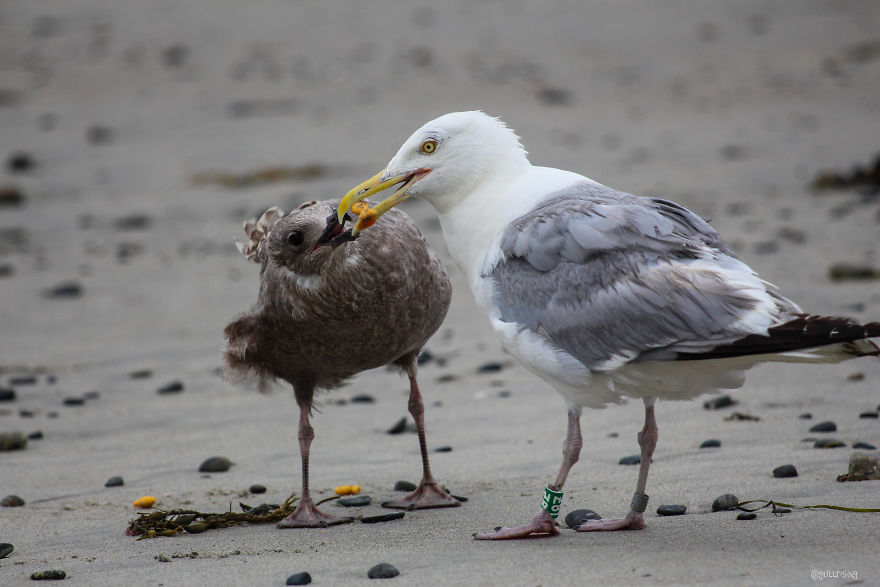 A Seagull's Take On Raising Kids During A Pandemic