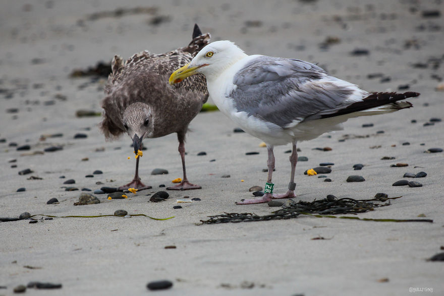 A Seagull's Take On Raising Kids During A Pandemic