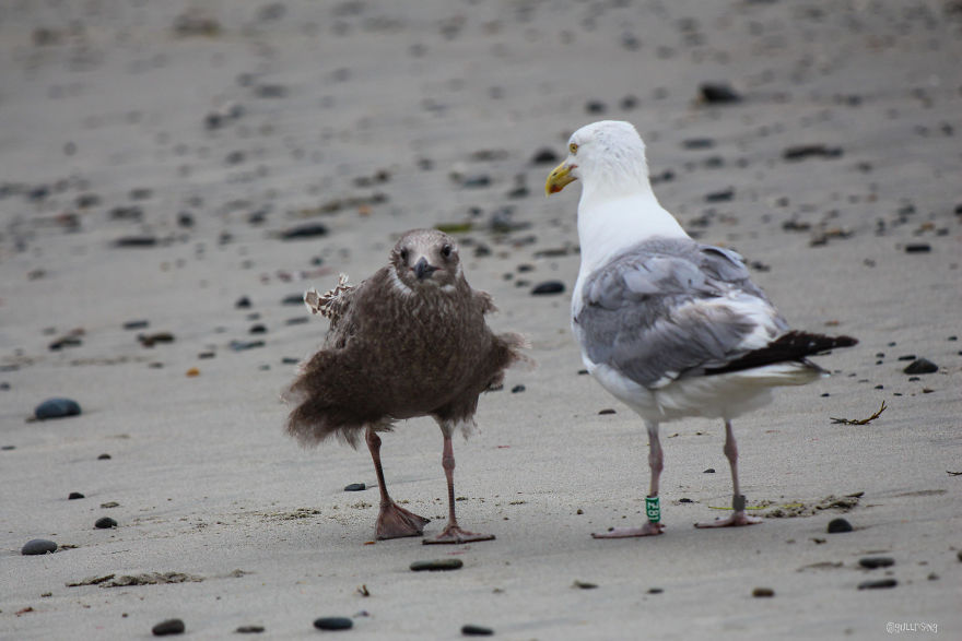 A Seagull's Take On Raising Kids During A Pandemic A Seagull's Take On Raising Kids During A Pandemic