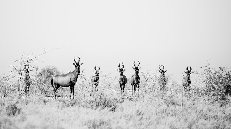 Red Hartebeest