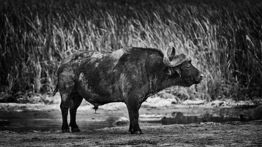 Olds Dagga Boy, Cape Buffalo