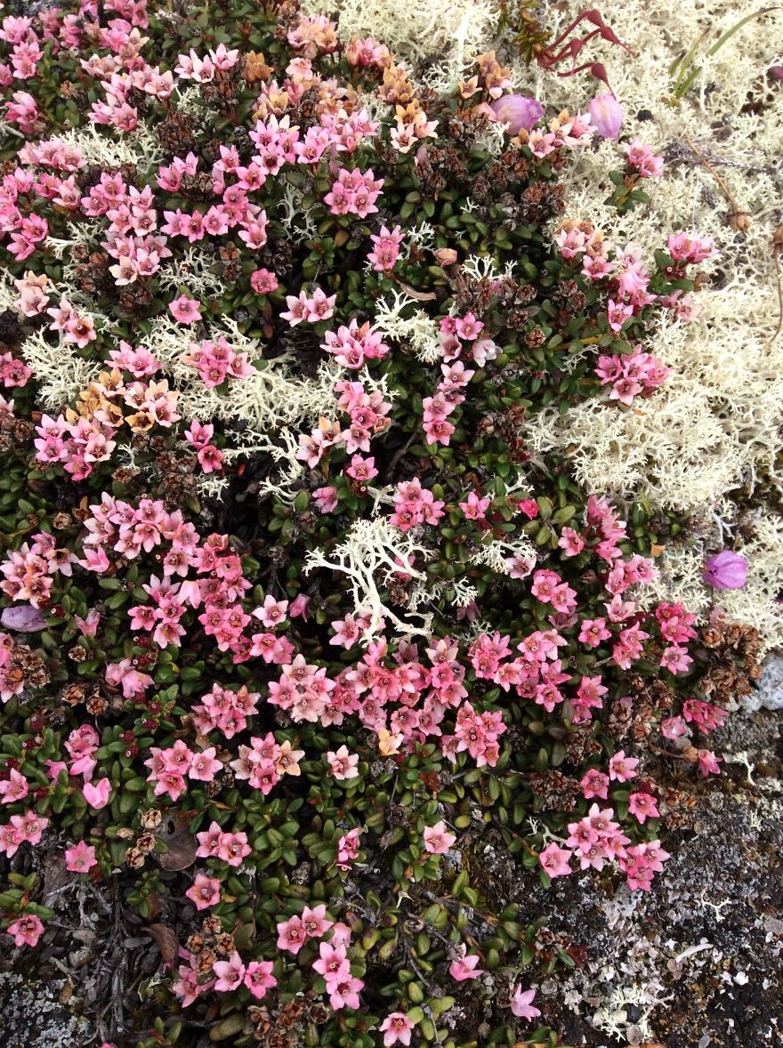 Alaskan Tundra Flowers!