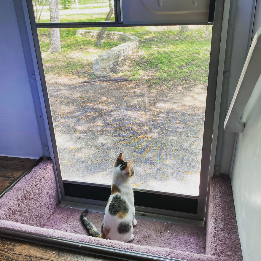 My 18 Pics Of Two Kittens That I Adopted During The Pandemic My 18 Pics Of Two Kittens That I Adopted During The Pandemic