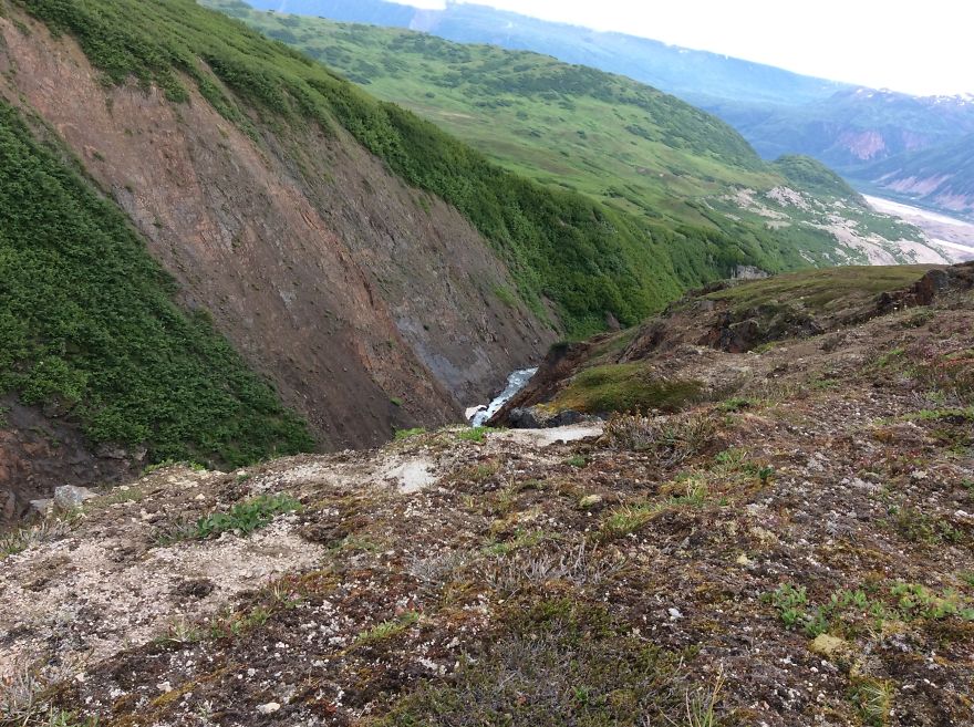 Alaskan Tundra Flowers!