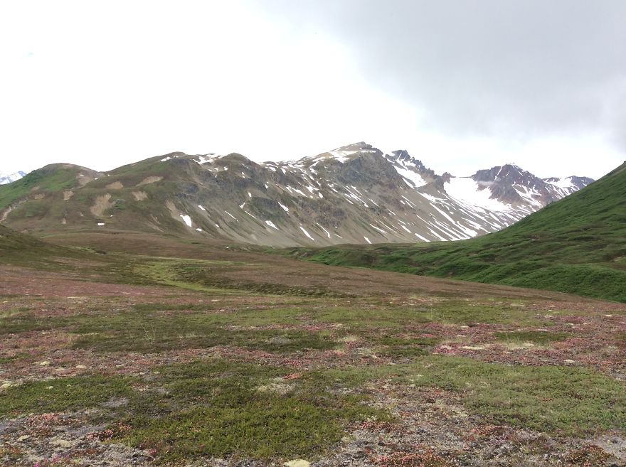 Alaskan Tundra Flowers!