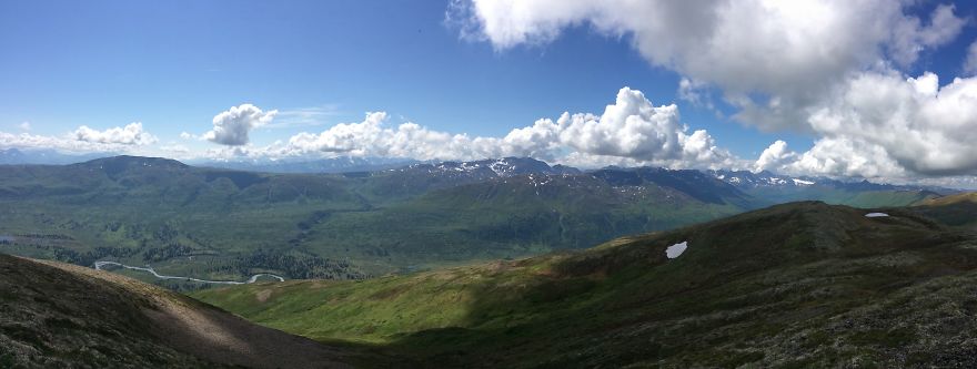 Alaskan Tundra Flowers!