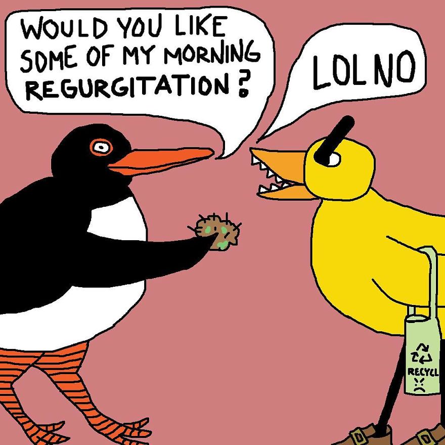 Lardy Oystercatcher Strikes Again