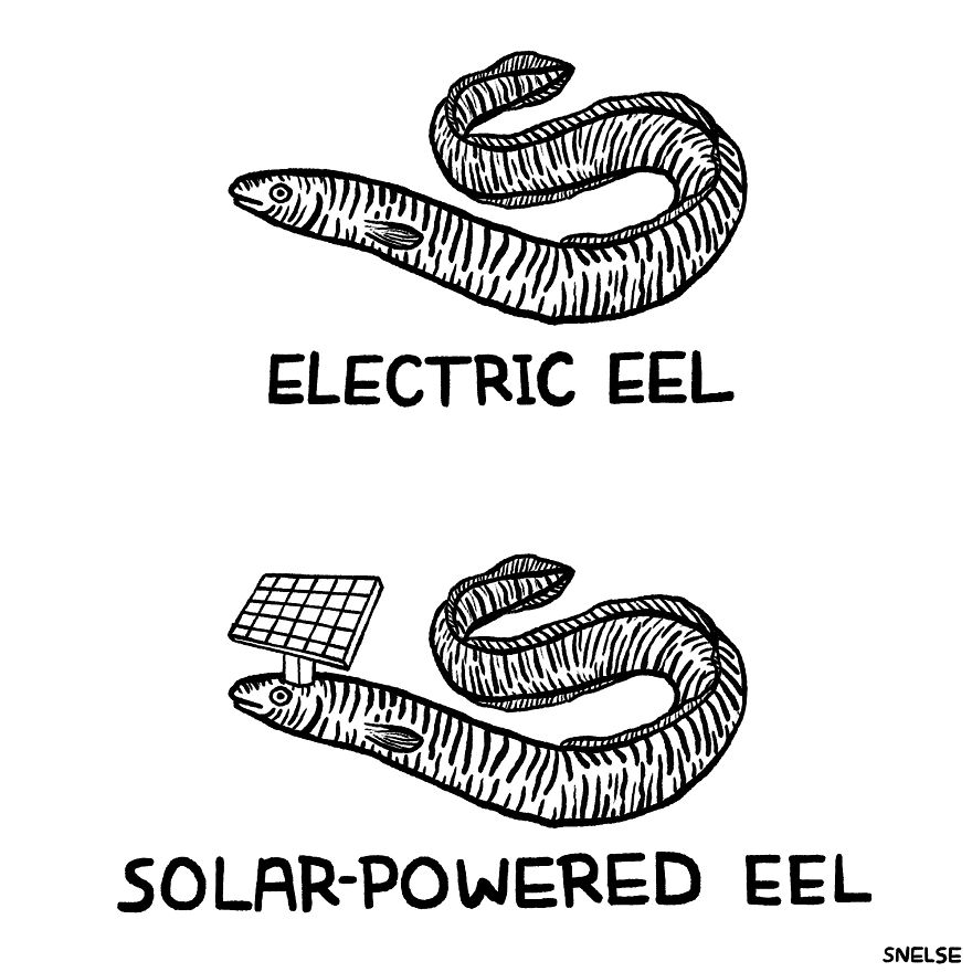 Eels