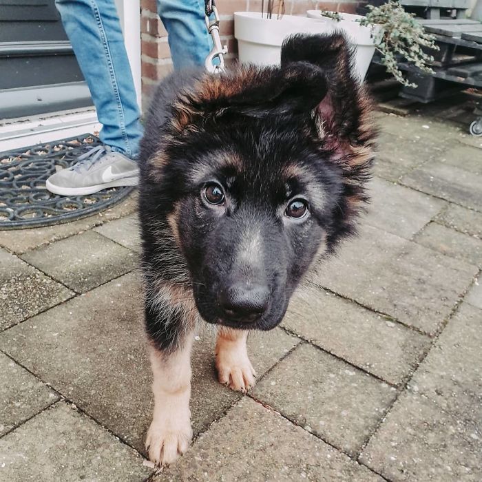 Baby Charly With Her Tipi Ears