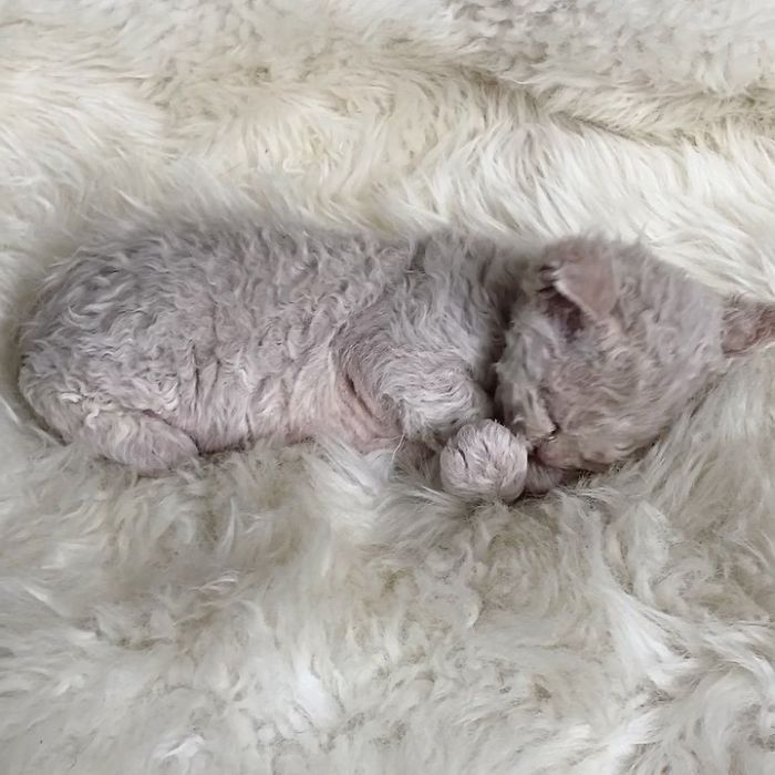 Curly-Cats-Gina-And-Gepetto