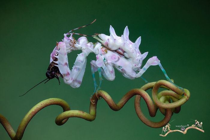 Beautiful-Mantis-Photography-Pang-Way