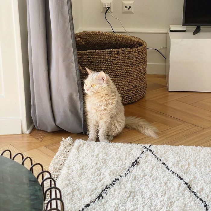 Curly-Cats-Gina-And-Gepetto