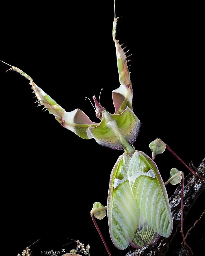 Beautiful-Mantis-Photography-Pang-Way