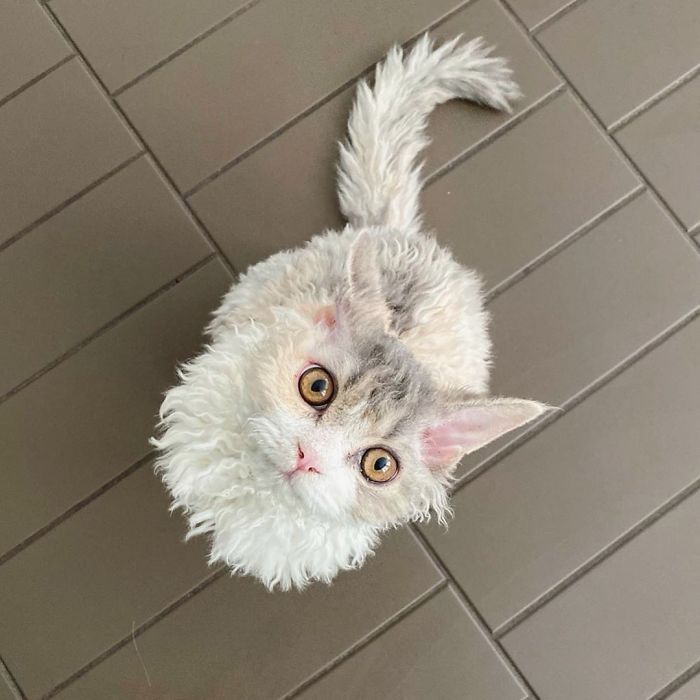 Curly-Cats-Gina-And-Gepetto