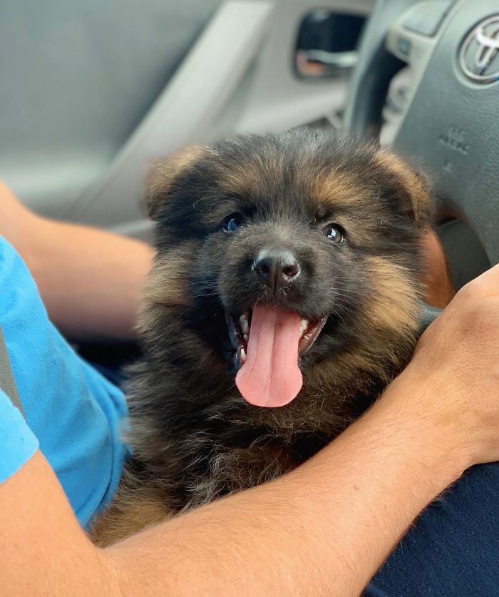 Just Taking It Back To When My Pawrents Brought Me Home At 8 Weeks