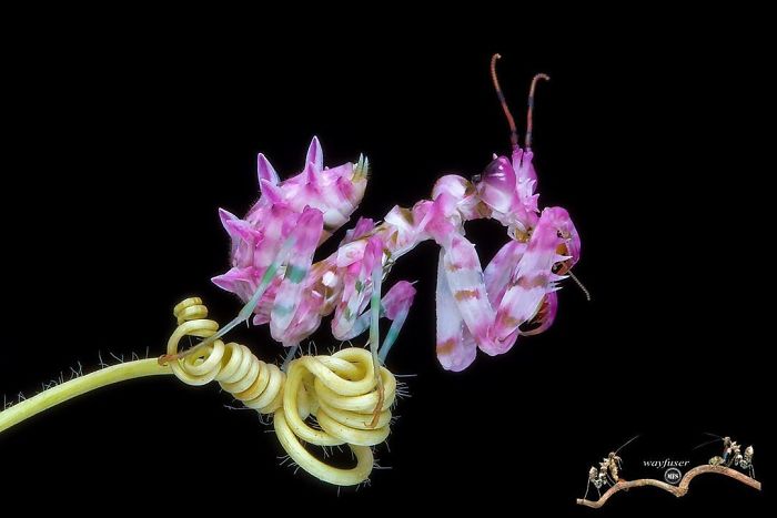 Beautiful-Mantis-Photography-Pang-Way