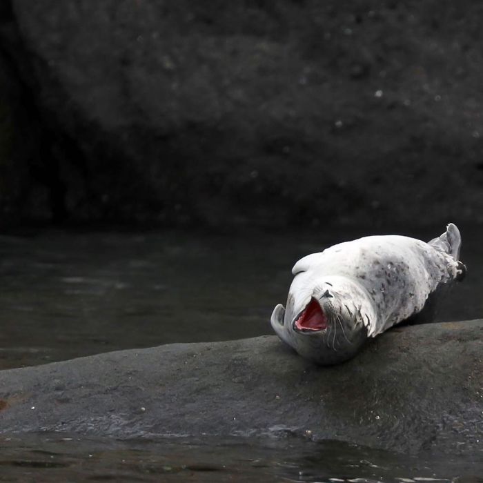 Funny-Laughing-Seals