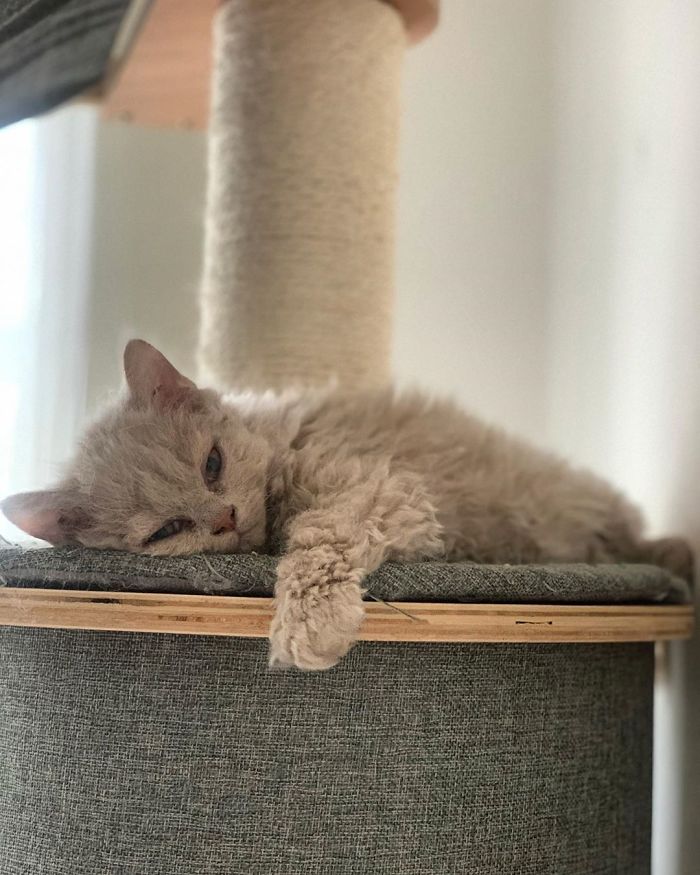 Curly-Cats-Gina-And-Gepetto