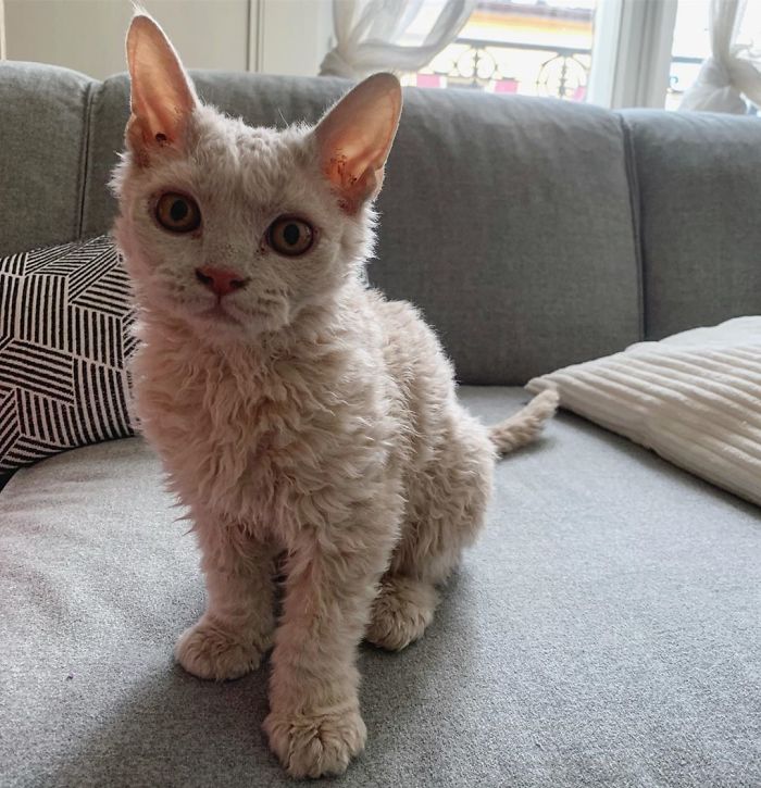 Curly-Cats-Gina-And-Gepetto