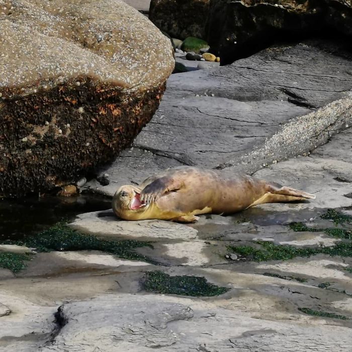 Funny-Laughing-Seals