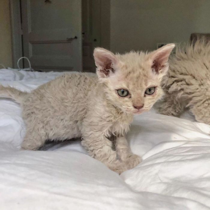 Curly-Cats-Gina-And-Gepetto