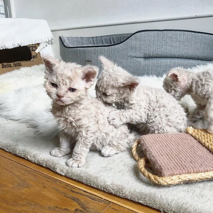 Curly-Cats-Gina-And-Gepetto