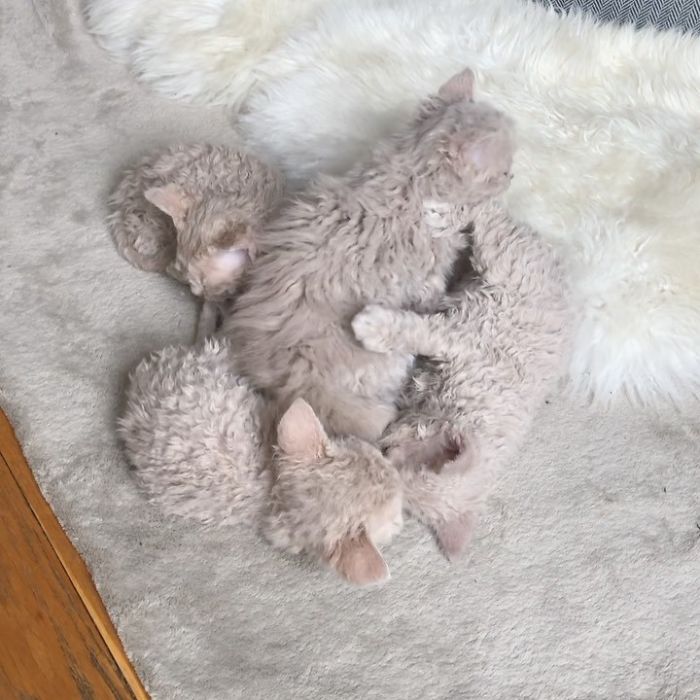 Curly-Cats-Gina-And-Gepetto