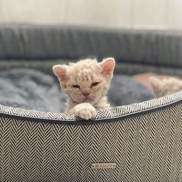 Curly-Cats-Gina-And-Gepetto