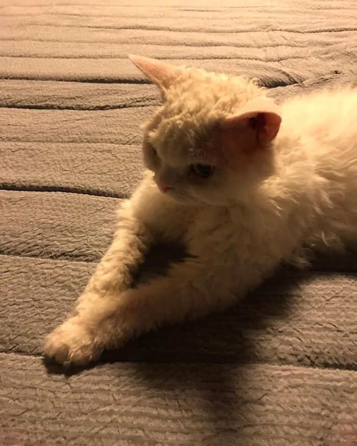 Selkirk-Rex-Angry-Cat-Chirico