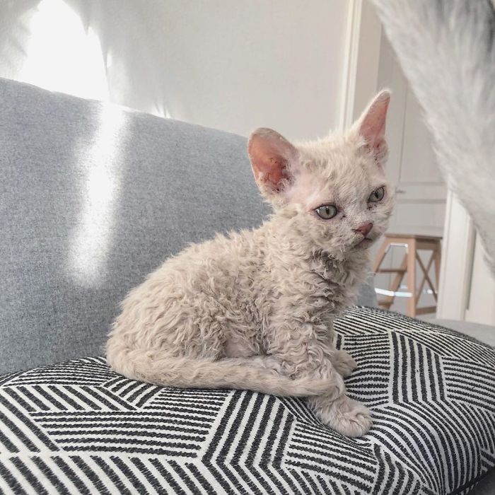 Curly-Cats-Gina-And-Gepetto