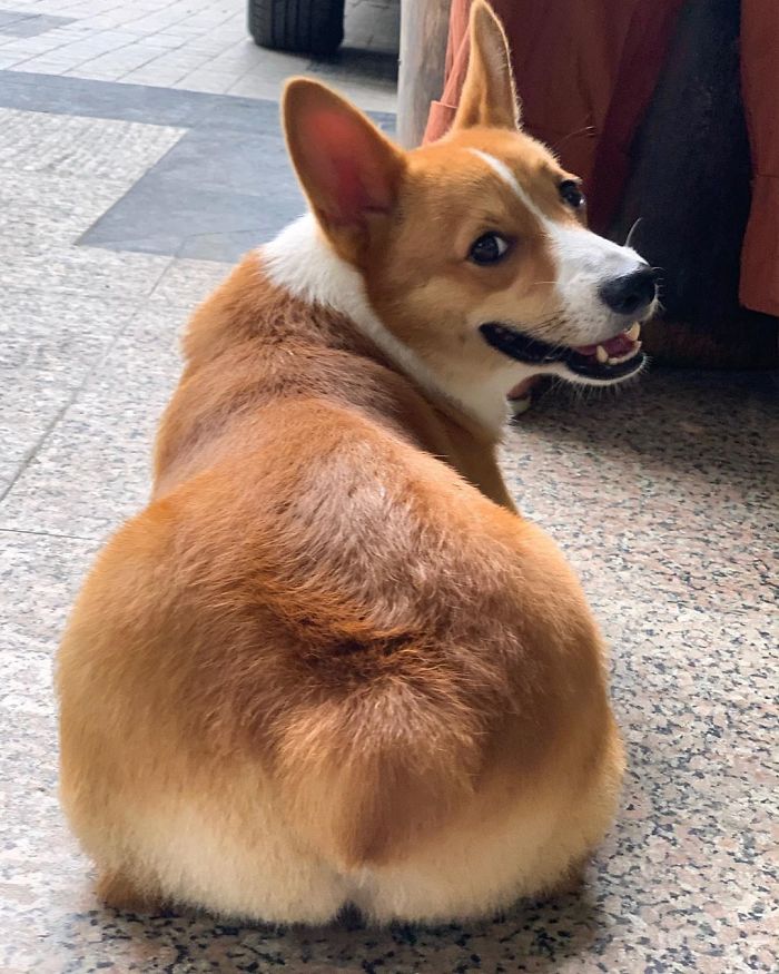 If You Got It, Flaunt It 🍑 #corgi #corgisofinstagram #bootylicious