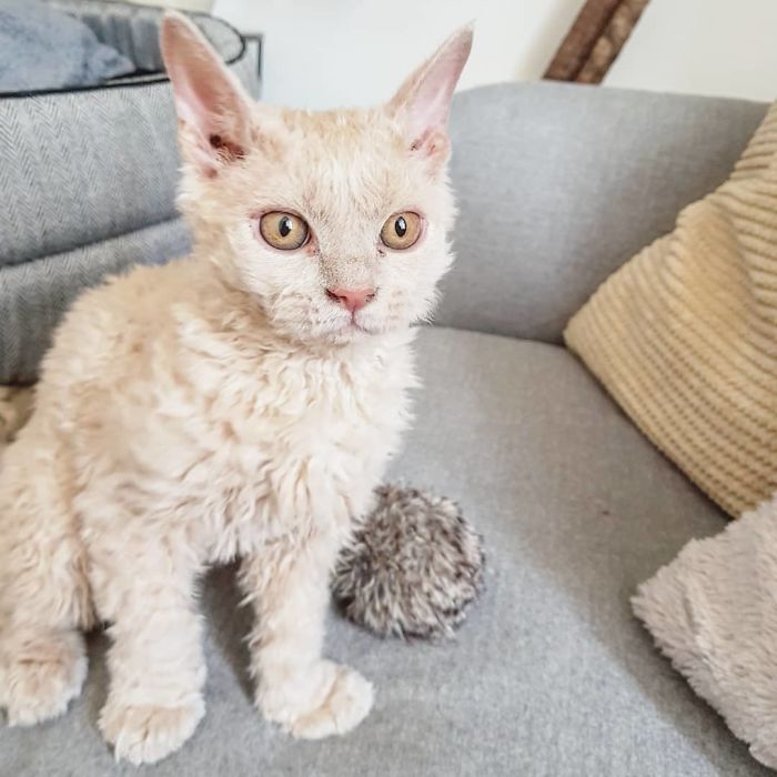 Curly-Cats-Gina-And-Gepetto