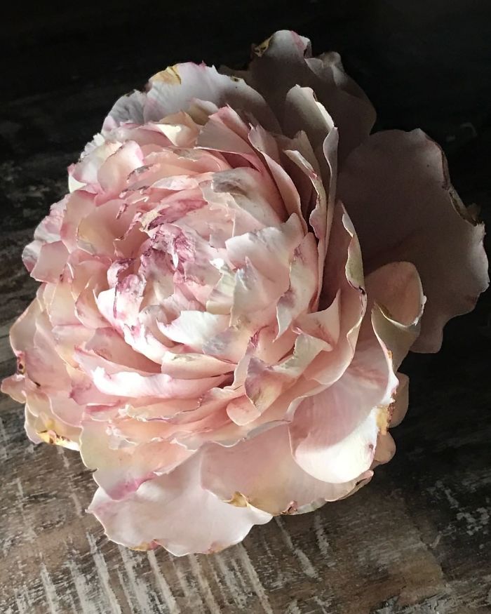 Cake-Art-Sugar-Decorations-Juliesimoncakes