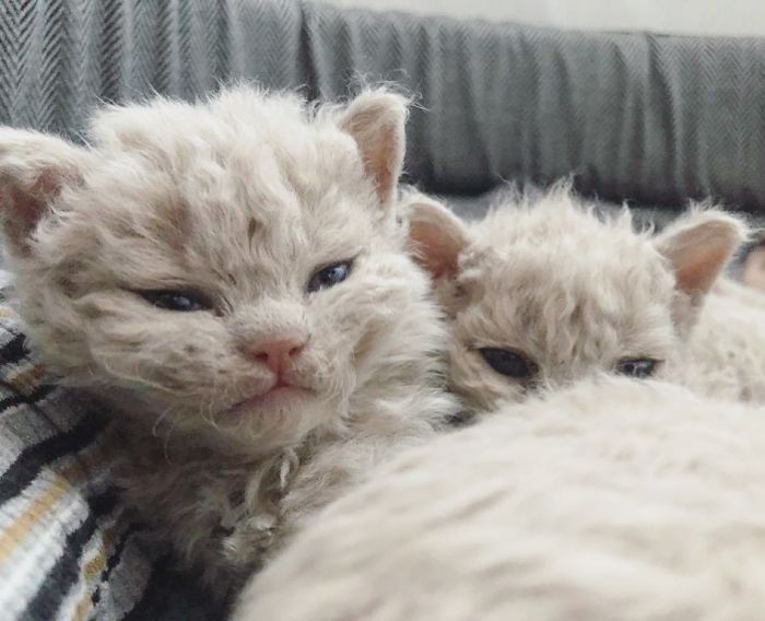 Curly-Cats-Gina-And-Gepetto