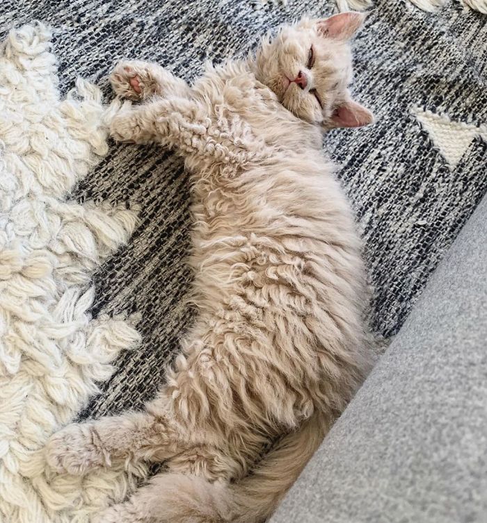 Curly-Cats-Gina-And-Gepetto