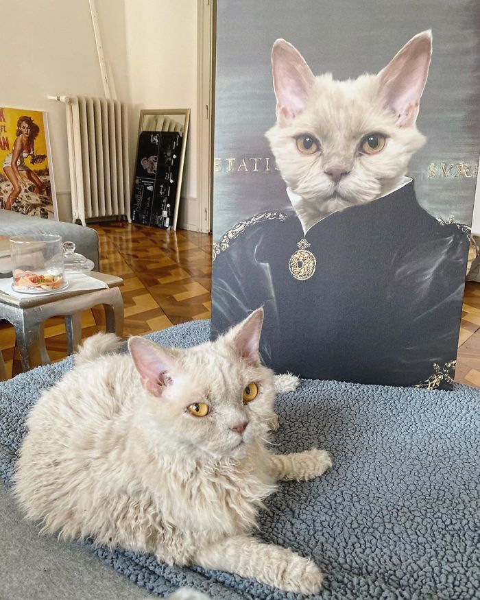 Curly-Cats-Gina-And-Gepetto