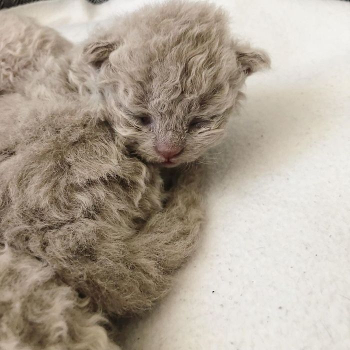 Curly-Cats-Gina-And-Gepetto