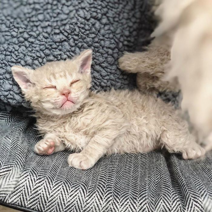 Curly-Cats-Gina-And-Gepetto