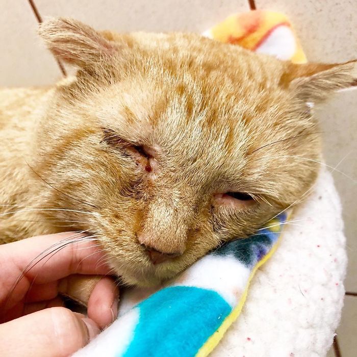 After Convincing Landlord, Woman Brings The Saddest Stray Cat Home, A Year Later, He’s Unrecognizable After Convincing Landlord, Woman Brings The Saddest Stray Cat Home, A Year Later, He’s Unrecognizable