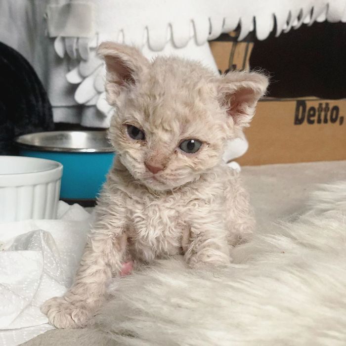 Curly-Cats-Gina-And-Gepetto