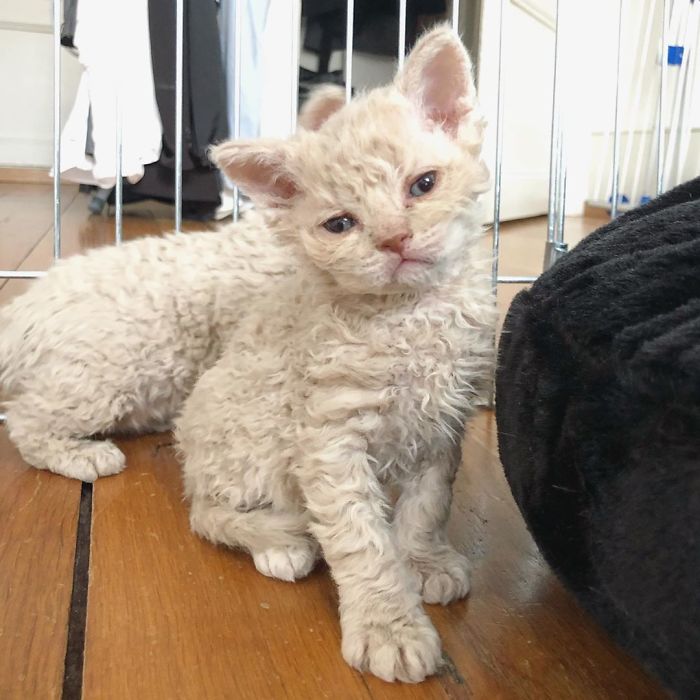 Curly-Cats-Gina-And-Gepetto