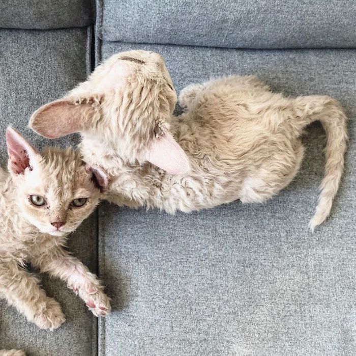 Curly-Cats-Gina-And-Gepetto