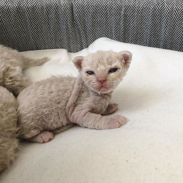 Curly-Cats-Gina-And-Gepetto