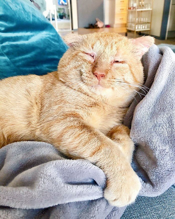 After Convincing Landlord, Woman Brings The Saddest Stray Cat Home, A Year Later, He’s Unrecognizable After Convincing Landlord, Woman Brings The Saddest Stray Cat Home, A Year Later, He’s Unrecognizable