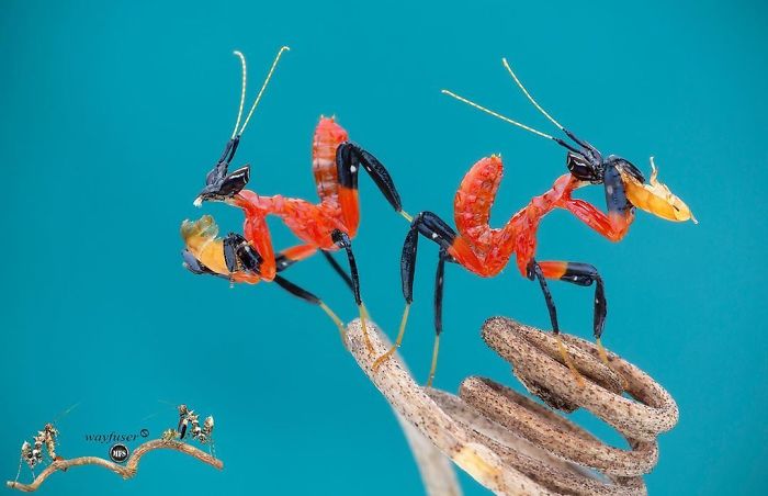 Beautiful-Mantis-Photography-Pang-Way
