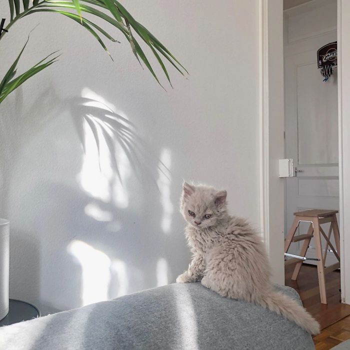 Curly-Cats-Gina-And-Gepetto