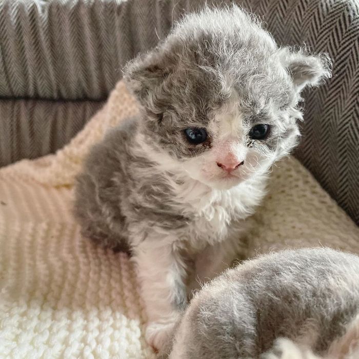 Curly-Cats-Gina-And-Gepetto