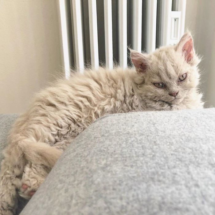 Curly-Cats-Gina-And-Gepetto